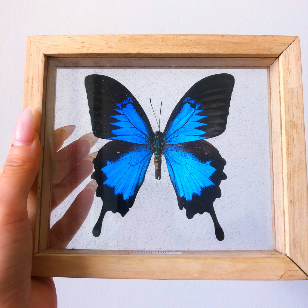 Framed Papilio Ulysses Butterfly 🦋
