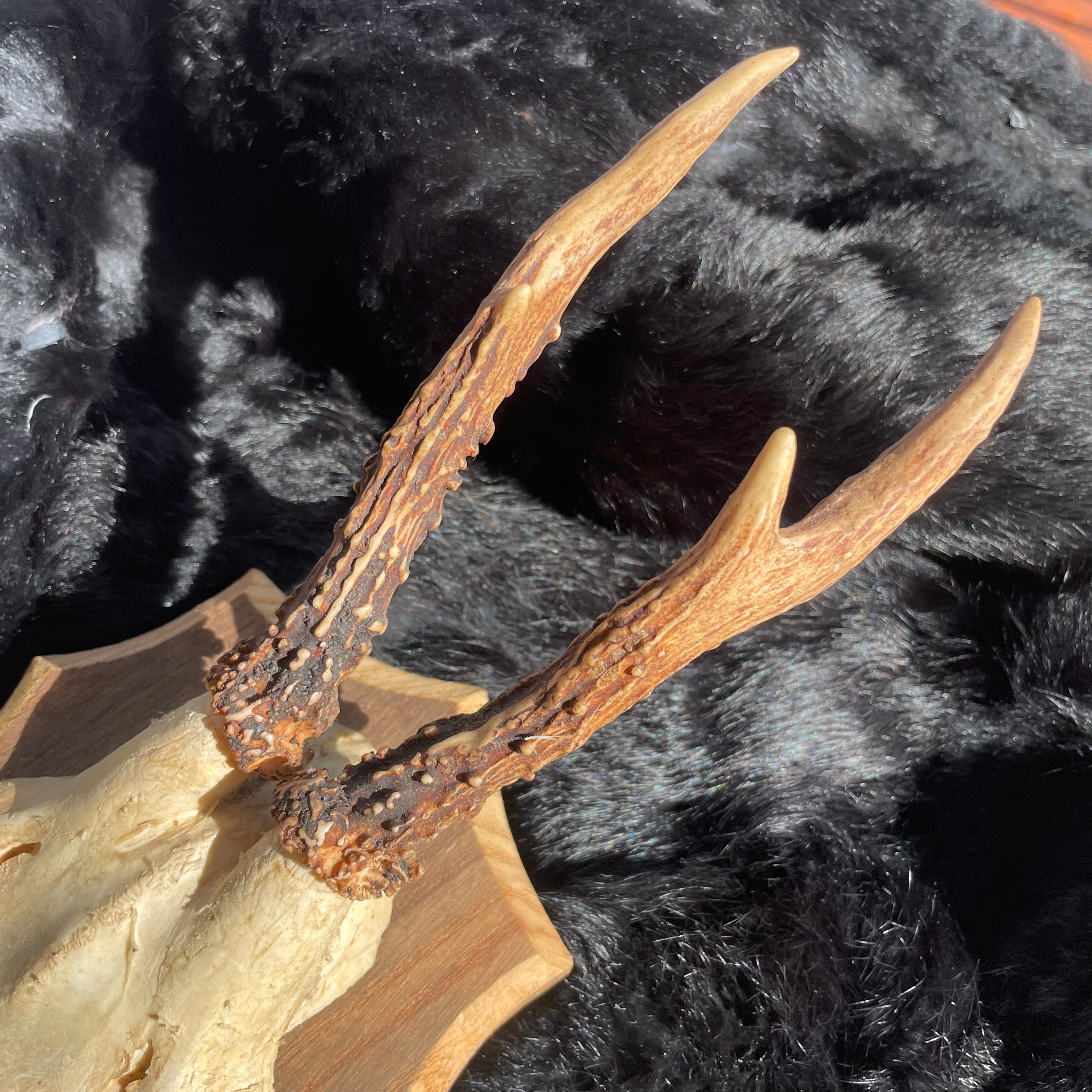 Vintage Roe Deer Antler Mount