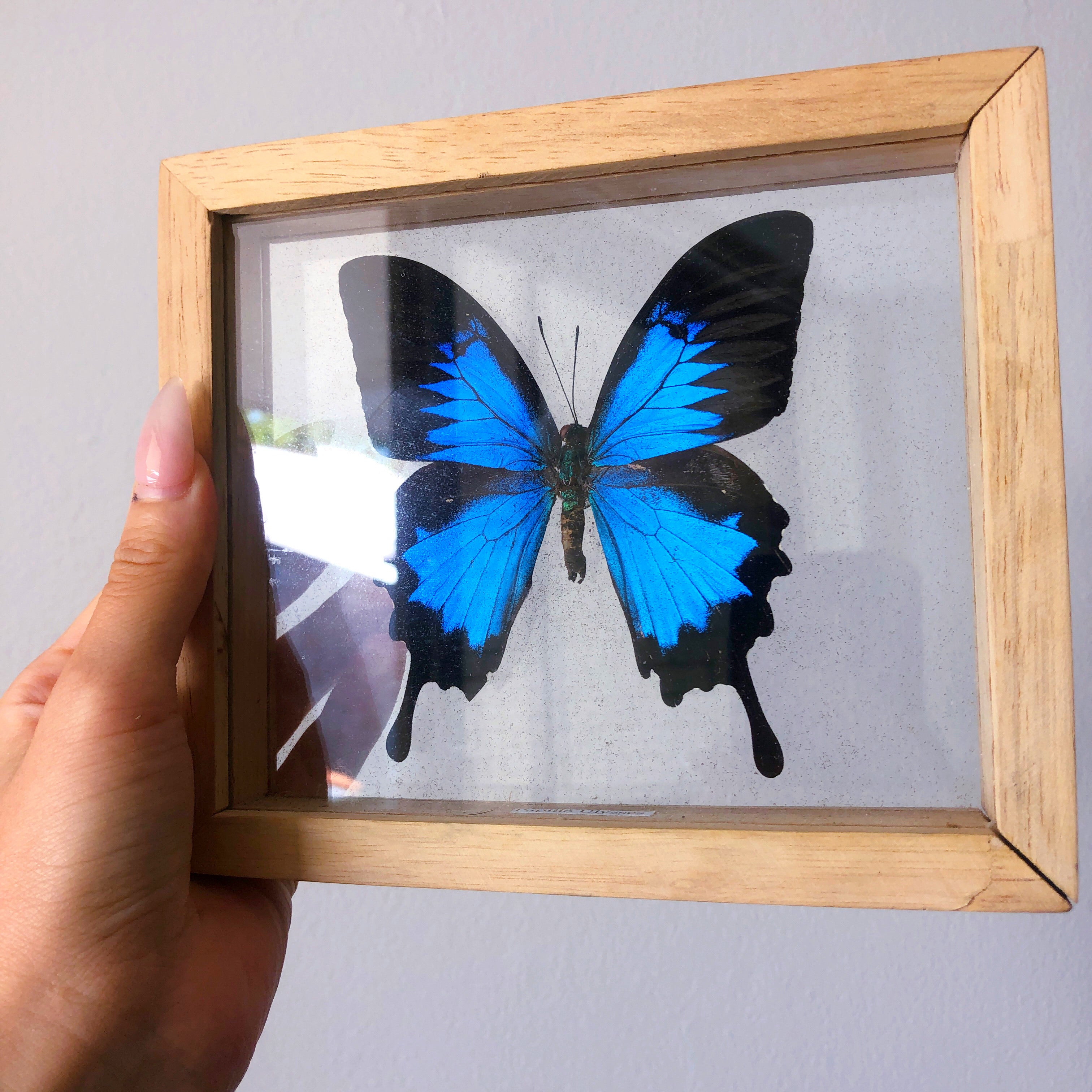 Framed Papilio Ulysses Butterfly 🦋